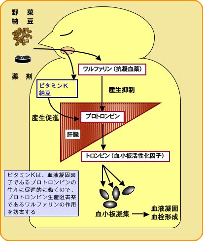 生理作用|生理作用